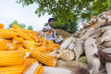 Bangladeş – 27 Mayıs 2015: İşçi Thakurgaon, Bangladeş'te tarlada mısır mahsulleri topluyor.