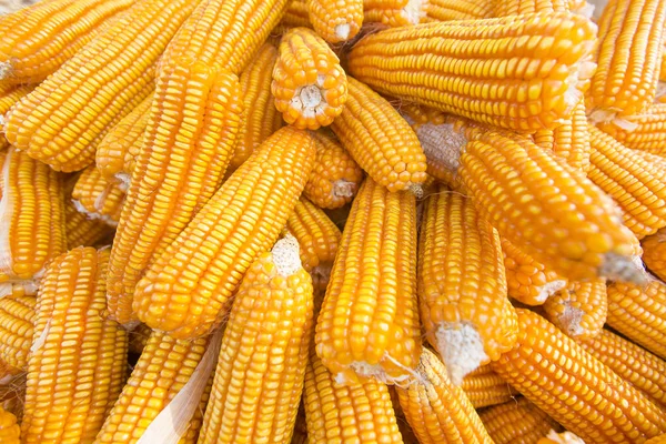 Bangladesh – May 27, 2015: Worker are Collecting maize crops on field at Thakurgaon, Bangladesh.