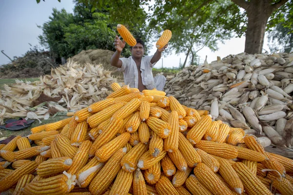 Bangladeş – 27 Mayıs 2015: İşçi Thakurgaon, Bangladeş'te tarlada mısır mahsulleri topluyor.