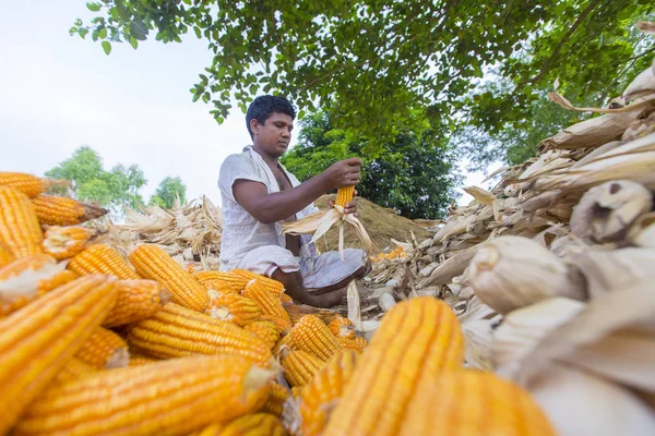 Bangladesh - 27 de mayo de 2015: Los trabajadores están recolectando cultivos de maíz en el campo en Thakurgaon, Bangladesh . — Foto de Stock