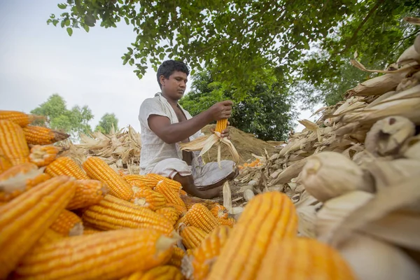 Bangladesh - 27 de mayo de 2015: Los trabajadores están recolectando cultivos de maíz en el campo en Thakurgaon, Bangladesh . — Foto de Stock