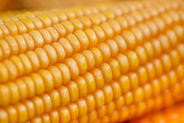 Taze ve altın ham mısır bitkileri tohum desenleri yakın çekim görünümleri.