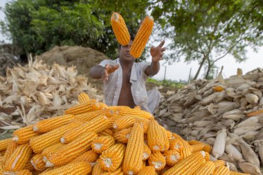 Bangladeş – 27 Mayıs 2015: İşçi Thakurgaon, Bangladeş'te tarlada mısır mahsulleri topluyor.