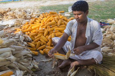 Bangladeş – 27 Mayıs 2015: İşçi Thakurgaon, Bangladeş'te tarlada mısır mahsulleri topluyor.
