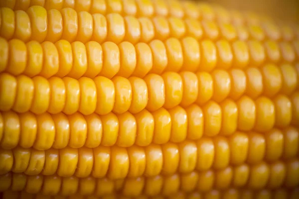 Frische und goldene rohe Maissaatmuster aus nächster Nähe. — Stockfoto