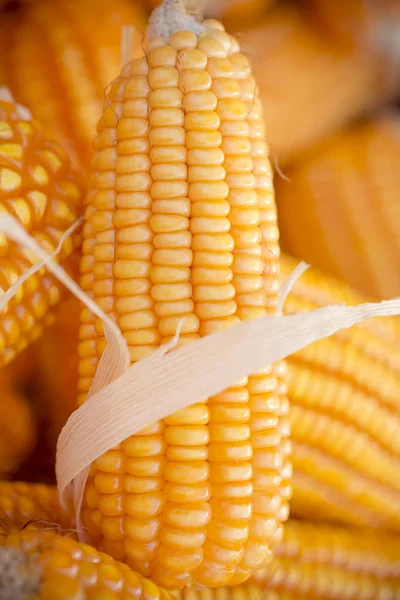 Frische und goldene rohe Maissaatmuster aus nächster Nähe. — Stockfoto