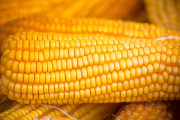 Frische und goldene rohe Maissaatmuster aus nächster Nähe. — Stockfoto