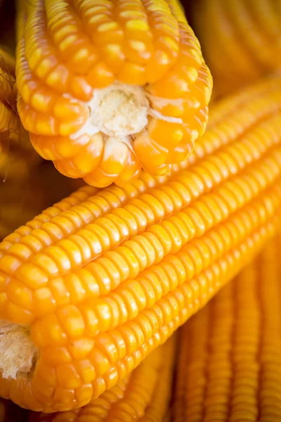 Fresh and golden raw maize crops seed patterns close-up views.