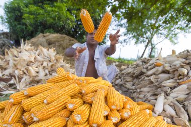 Bangladeş – 27 Mayıs 2015: İşçi Thakurgaon, Bangladeş'te tarlada mısır mahsulleri topluyor.