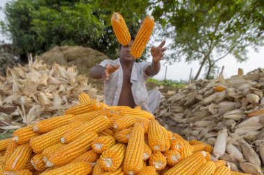 Bangladeş – 27 Mayıs 2015: İşçi Thakurgaon, Bangladeş'te tarlada mısır mahsulleri topluyor.