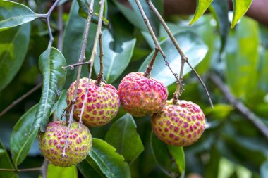 Taze lychee Brunch (Çin-3) yeşil ağaç asılı meyve.