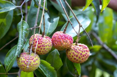 Brunch of fresh lychee(China-3) fruits hanging on green tree. clipart
