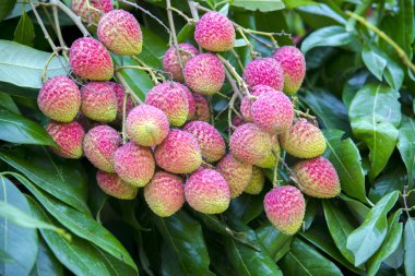 Yeşil ağaçta asılı taze lychee meyve Brunch.