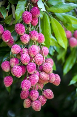 Yeşil ağaçta asılı taze lychee meyve Brunch.