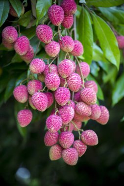 Yeşil ağaçta asılı taze lychee meyve Brunch.