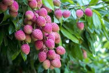 Yeşil ağaçta asılı taze lychee meyve Brunch.
