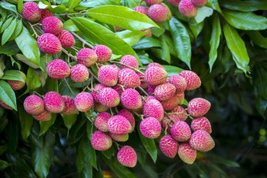 Yeşil ağaçta asılı taze lychee meyve Brunch.