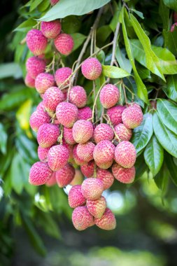 Yeşil ağaçta asılı taze lychee meyve Brunch.
