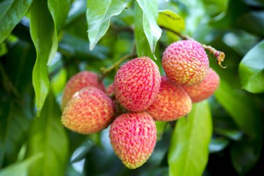Yeşil ağaçta asılı taze lychee meyve Brunch.
