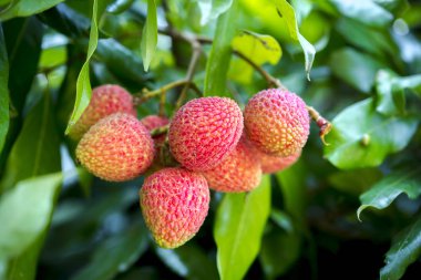 Yeşil ağaçta asılı taze lychee meyve Brunch.