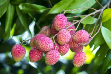 Yeşil ağaçta asılı taze lychee meyve Brunch.