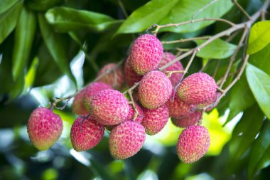Brunch of fresh lychee fruits hanging on green tree. clipart