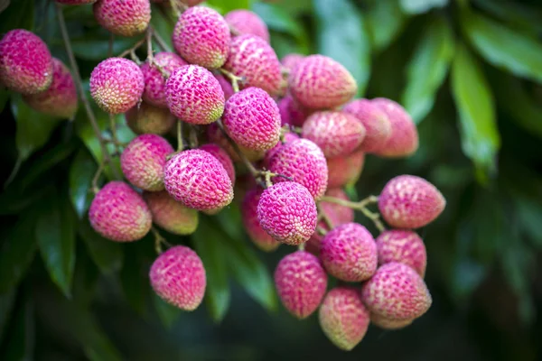 Yeşil ağaçta asılı taze lychee meyve Brunch.