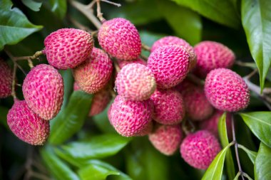Yeşil ağaçta asılı taze lychee meyve Brunch.