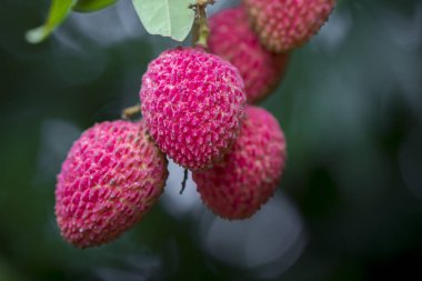 Brunch of fresh lychee fruits hanging on green tree. clipart