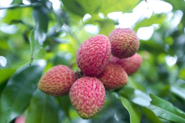 Yeşil ağaçta asılı taze lychee meyve Brunch.