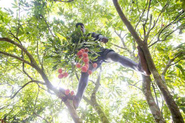 Bangladesh - 27 de mayo de 2015: Un niño sosteniendo un montón de lichis encima del árbol en ranisongkoil, Thakurgon . — Foto de Stock