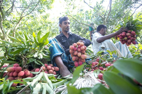 Bangladesh - 27 de mayo de 2015: Algunos trabajadores empacan lichis en ranisongkoil, Thakurgon . — Foto de Stock