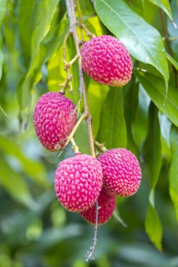 Yeşil ağaçta asılı taze lychee (Bombay) meyve Brunch.