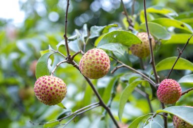 Taze lychee Brunch (Çin-3) yeşil ağaç asılı meyve.