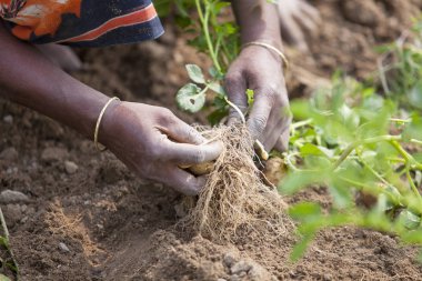 Kökleri tam patates Thakurgong, Bangladeş bir işçi gösteriyor.
