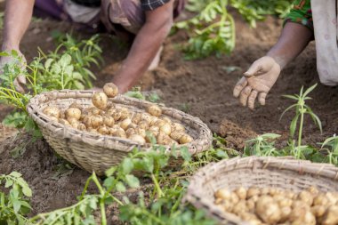Kökleri tam patates Thakurgong, Bangladeş bir işçi gösteriyor.