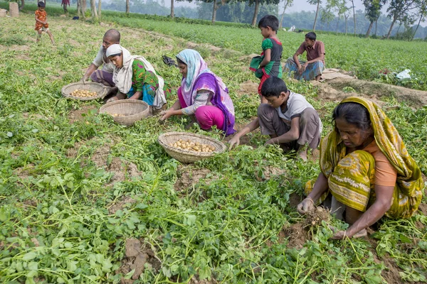 Bangladeş – 25 Kasım 2014: Patates Hasadı – Yerel kadınlar Thakurgong, Bangladeş'te tarlalarında patates topluyor.