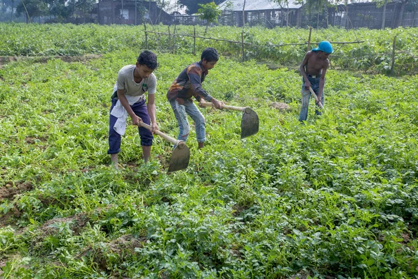 Bangladesh – 25 november 2014: sommige lokale Kinder boeren zijn in de winter, aardappelteelt in hun vakgebied op Thakurgong, Bangladesh. — Stockfoto