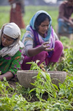 Bangladeş – 25 Kasım 2014: Patates Hasadı – Loacal kadınları Thakurgong, Bangladeş'te tarlalarında patates topluyor.