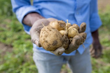 Patates toplama Thakurgong, Bangladeş bir işçi gösteriyor.