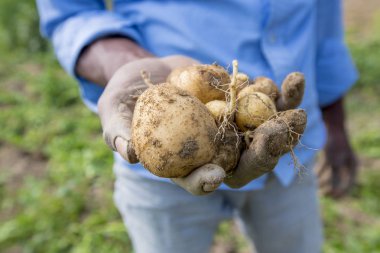 Patates toplama Thakurgong, Bangladeş bir işçi gösteriyor.