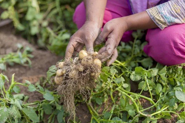 Kökleri tam patates Thakurgong, Bangladeş bir işçi gösteriyor.