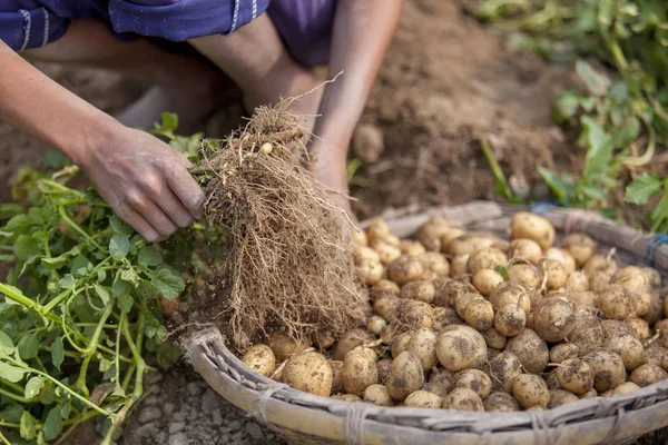 Kökleri tam patates Thakurgong, Bangladeş bir işçi gösteriyor.