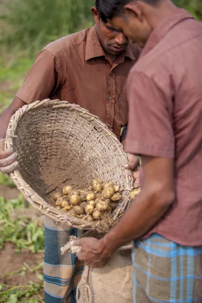 Bangladesh - 25 de noviembre de 2014: 2 trabajadores que conservan porciones de patata en su bolsa de yute en el campo de plantación de patata en Thakurgong, Bangladesh . — Foto de Stock