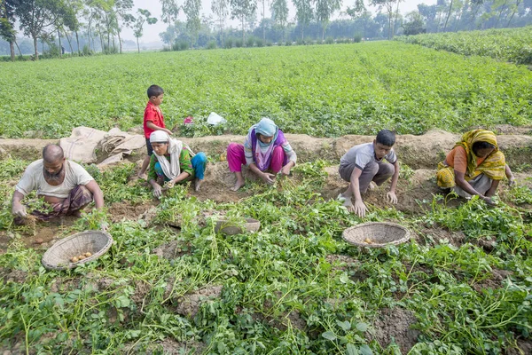 Bangladesh - 25 de novembro de 2014: No inverno, alguns agricultores locais estão no campo de colheita de batata em Thakurgong, Bangladesh . — Fotografia de Stock