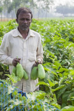 Bangladeş – 25 Kasım 2014: Thakurgaon, Rajshahi Division, Bangladeş'teki pirgong köyünde hassas tarım tekniği altında kendi alanında yetiştirilen Bari Bt brinjal'i gösteren bir çiftçi.