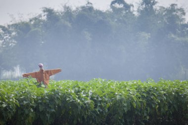 Thakurgaon, Rajshahi, Bangladeş'te bir Patlıcan alanında Bangladeş'te 
