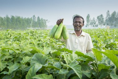 Bangladesh – November 25, 2014: A farmer showing the BARI Bt brinjal cultivated in his field under the precision farming technique in pirgong village in Thakurgaon, Rajshahi Division, Bangladesh. clipart