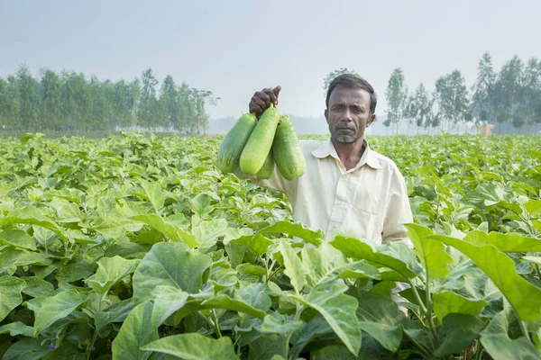 Bangladesh - 25 de noviembre de 2014: Un agricultor que muestra el BARI Bt brinjal cultivado en su campo bajo la técnica de agricultura de precisión en la aldea de pirgong en Thakurgaon, División Rajshahi, Bangladesh . — Foto de Stock