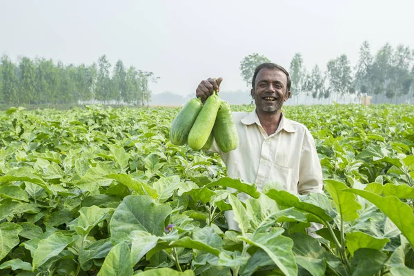 Bangladesh - 25 de noviembre de 2014: Un agricultor que muestra el BARI Bt brinjal cultivado en su campo bajo la técnica de agricultura de precisión en la aldea de pirgong en Thakurgaon, División Rajshahi, Bangladesh . — Foto de Stock